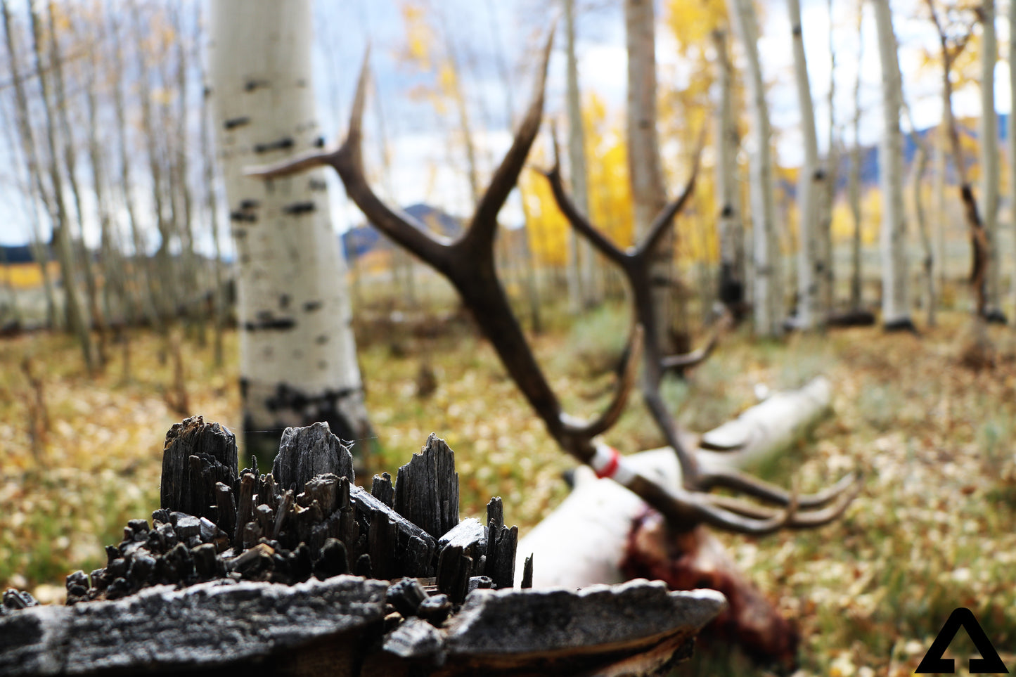 GUIDED ELK HUNT - Only 300 Entries $20,000 Dollar Value