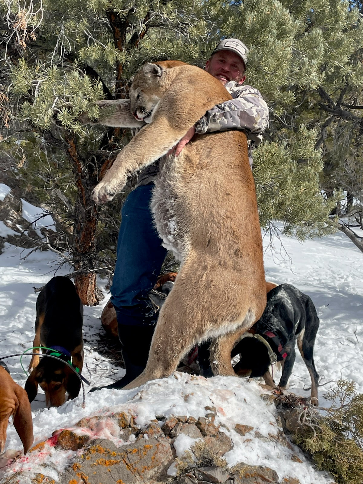 Guided Mountain Lion Hunt Giveaway - 550 ENTRIES TOTAL - Double Entries!