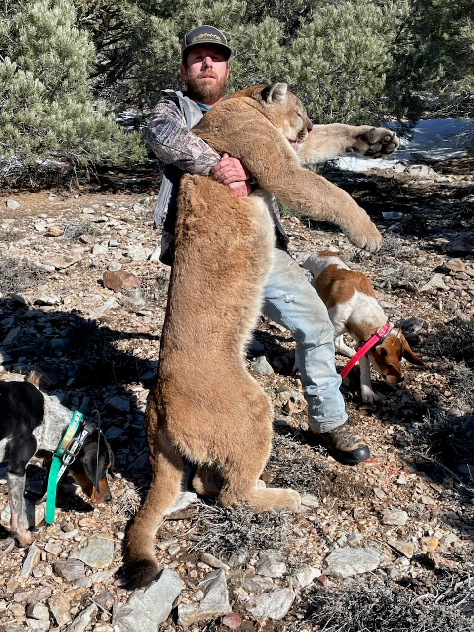Guided Mountain Lion Hunt Giveaway - 550 ENTRIES TOTAL - Double Entries!
