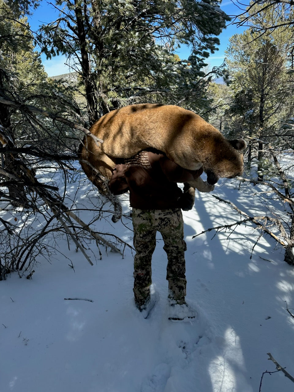 Guided Mountain Lion Hunt Giveaway - 550 ENTRIES TOTAL - Double Entries!